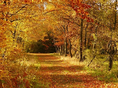 Fall Leaves