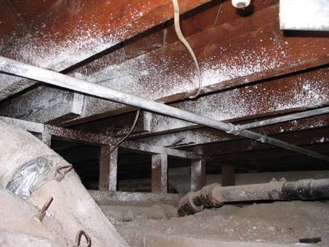 white-mold-in-crawl-space