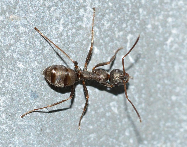 ant2