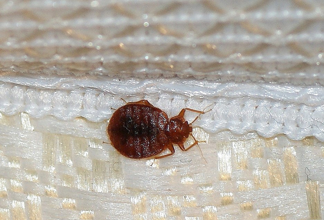 bedbug3