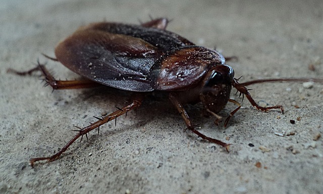 cockroach-70295_640